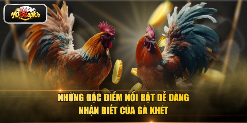 Những đặc điểm nổi bật dễ dàng nhận biết của gà khét