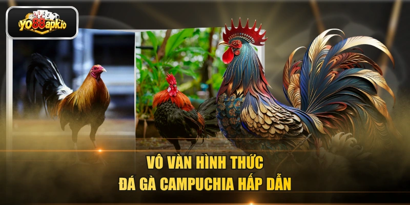 Vô vàn hình thức đá gà Campuchia hấp dẫn